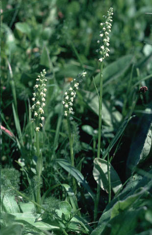 orchis miel