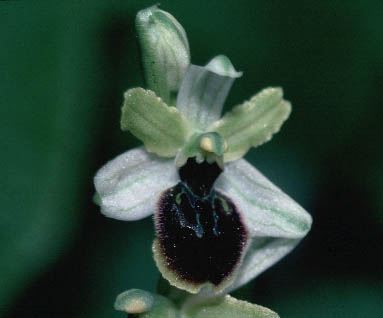 Ophrys litigiosa