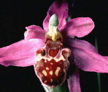 Ophrys jurana