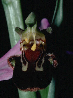 fleur Ophrys apifera