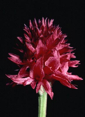 Nigritella nigra